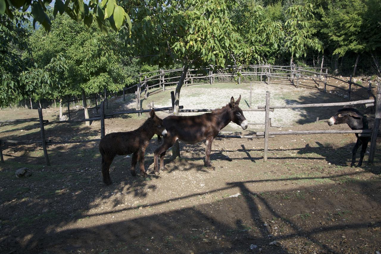 Fattoria Alvaneta Падула Екстер'єр фото